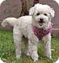 Adopt A Pet :: Tiffany - Simi Valley, CA