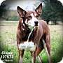 Adopt A Pet :: GINGER - Conroe, TX