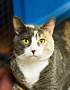 Adopt A Pet :: Sophie - Belton, MO