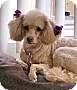 Adopt A Pet :: Callie - Costa Mesa, CA