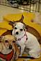 Adopt A Pet :: Pearl - Gilbert, AZ