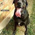 Adopt A Pet :: Wesson - Denton, TX