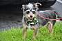 Adopt A Pet :: spunky - Costa Mesa, CA