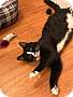 Adopt A Pet :: Rascal - Winchester, VA