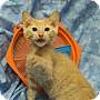 Adopt A Pet :: Kennedy - Addison, IL