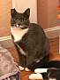 Adopt A Pet :: Mona - Winchester, VA