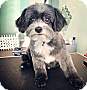 pet photo