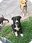 Adopt A Pet :: Axel - Raleigh, NC