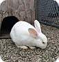 Adopt A Pet :: Penny - Oakland, CA