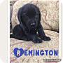Adopt A Pet :: Remington - Glastonbury, CT