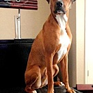 Adopt A Pet :: Oscar II - Denton, TX
