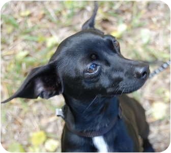 Tank | Adopted Dog | Vero Beach, FL | Miniature Pinscher ...