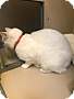 Adopt A Pet :: Antoine and Amalie - Oakland, CA