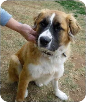 Zachary! | Adopted Dog | Sacramento, CA | St. Bernard/Australian ...