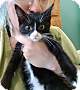 Adopt A Pet :: Gomez - Winchester, VA