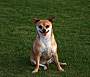 pet photo