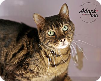 Bengal Cat for adoption in Lyons, New York - Liya