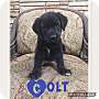 Adopt A Pet :: Colt - Glastonbury, CT