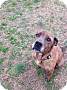 Adopt A Pet :: Chunk - Raleigh, NC