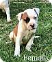 Adopt A Pet :: Sadie - Glastonbury, CT