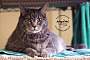 Adopt A Pet :: Max - Belton, MO