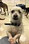 Adopt A Pet :: Sullivan - Gilbert, AZ