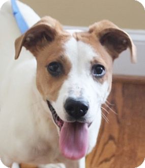 Darcy | Adopted Puppy | Chapel Hill, NC | Jack Russell Terrier/Foxhound Mix