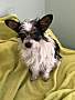 Adopt A Pet :: Gumdrop - Costa Mesa, CA