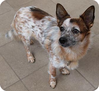 Colby | Adopted Dog | 8816923 | Truckee, CA | Australian Cattle Dog