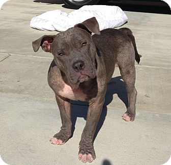 Humphrey | Adopted Dog | Burbank, CA | Shar Pei/Pit Bull Terrier Mix