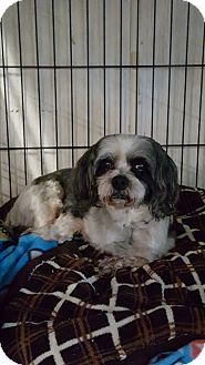 shih tzu puppies for adoption in pa pottsville pa shih tzu meet max a for adoption shih tzu puppies for adoption in pa pottsville pa shih tzu meet max a for adoption