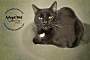 Adopt A Pet :: Reno - Belton, MO