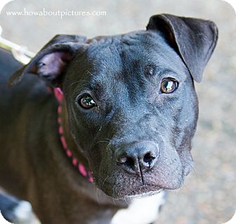 Amira | Adopted Dog | Atlanta, GA | Labrador Retriever/American ...