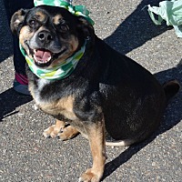 Detroit, MI - Rottweiler Mix. Meet Dug a Dog for Adoption.
