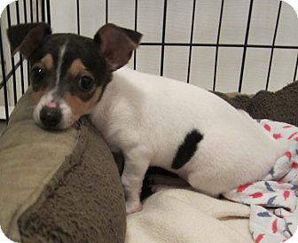 ROCCO | Adopted Puppy | West Palm Beach, FL | Jack Russell Terrier/Fox ...