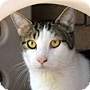 pet photo
