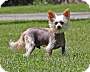 Adopt A Pet :: Muppet - Oakland, MI