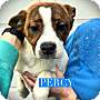 Adopt A Pet :: Percy - Winchester, VA