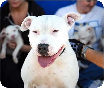 Precious | Adopted Dog | Van Nuys, CA | Dogo Argentino ...
