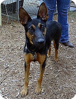 SAN ANTONIO, TX - German Shepherd Dog/Doberman Pinscher ...