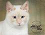Adopt A Pet :: Monday - Belton, MO