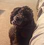 pet photo