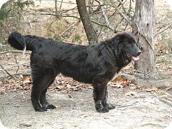 Blue Wonder | Adopted Puppy | Melbourne, AR | Newfoundland ...