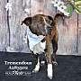 Adopt A Pet :: TREMENDOUS REX - Conroe, TX