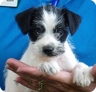 Sussex, NJ - Schnauzer (Miniature)/Jack Russell Terrier ...