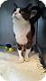 Adopt A Pet :: Linguine - South Haven, MI