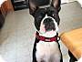 Adopt A Pet :: Jack - Winchester, VA