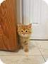 Adopt A Pet :: Achilles - Addison, IL