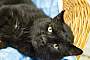 Adopt A Pet :: Homie - Addison, IL
