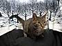 Adopt A Pet :: Marple - South Haven, MI